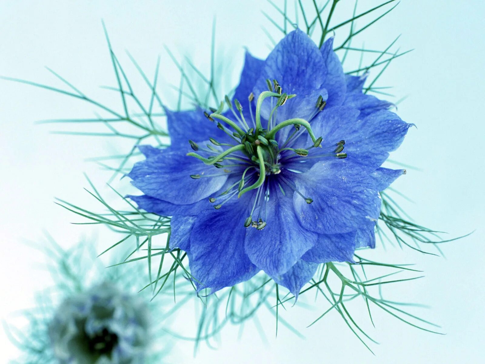 Нигелла и Василёк. Нигелла дамасская сухоцвет. Блуе Фловер. Голубая нигелла цветок.