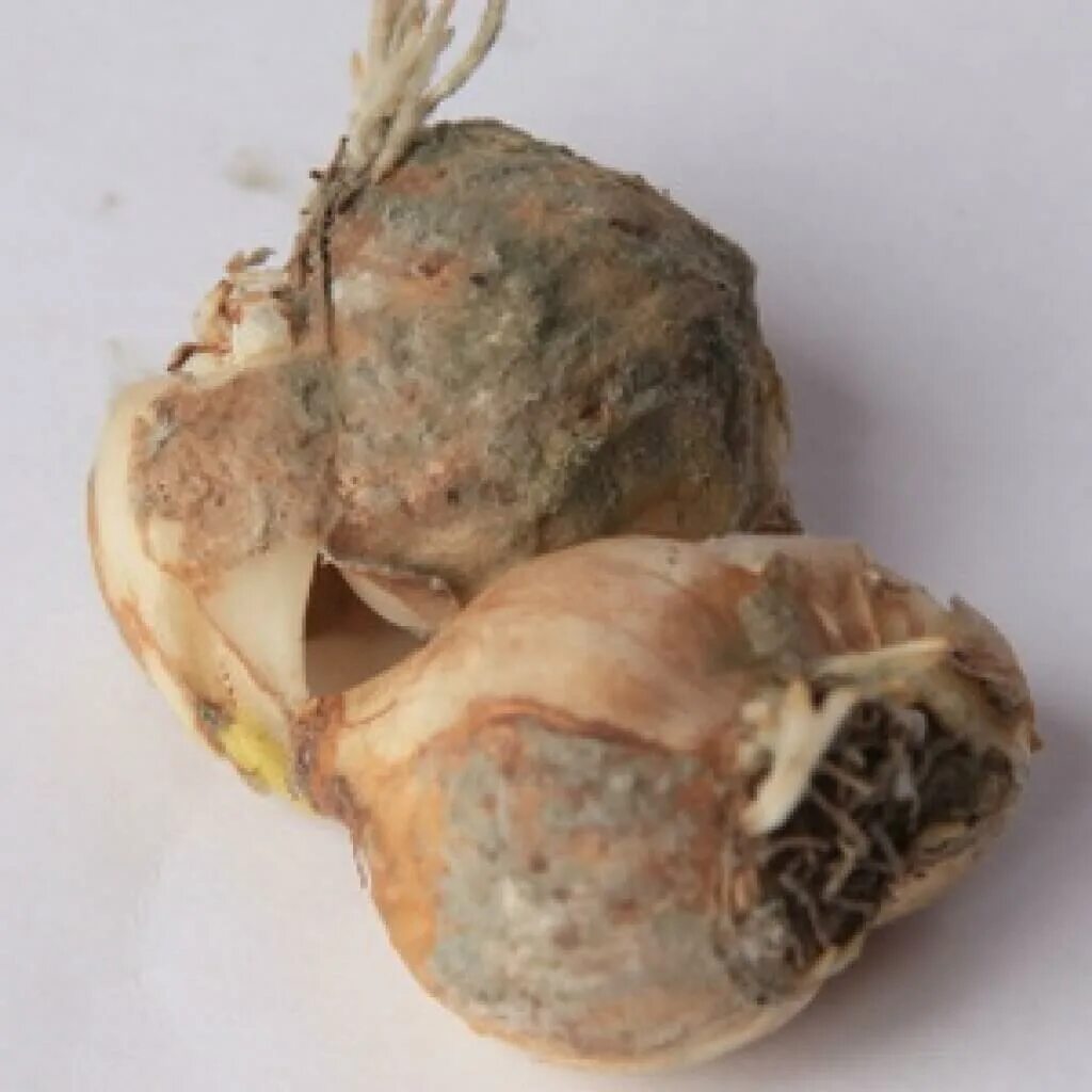 Антракноз луковиц лилий. Болят луковицы. Белая склероциальная гниль тюльпанов. Болят луковицы. Бактериальная парша гладиолусов.