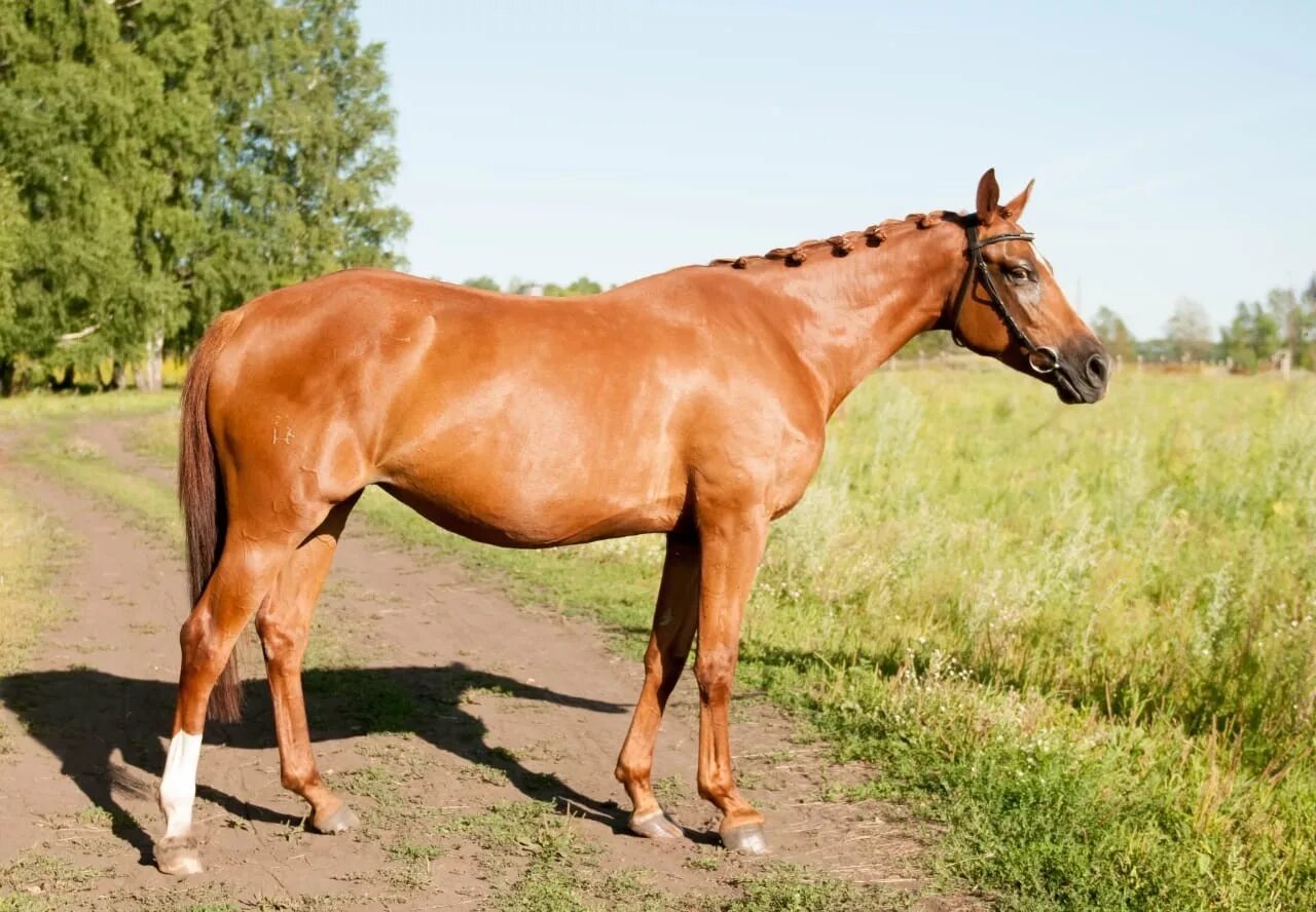лошадь в добрые руки. конзавод 170 александровского района ставропольского края. лошадь в добрые руки. фалабелла пегая. старые лошади в добрые руки.