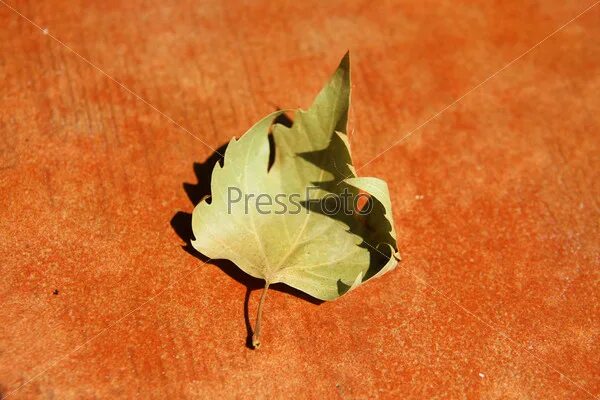 На солнце сох лист. Засохшие листья. Засохший листок. Сухой лист Платан. Обрывание засохших листьев.