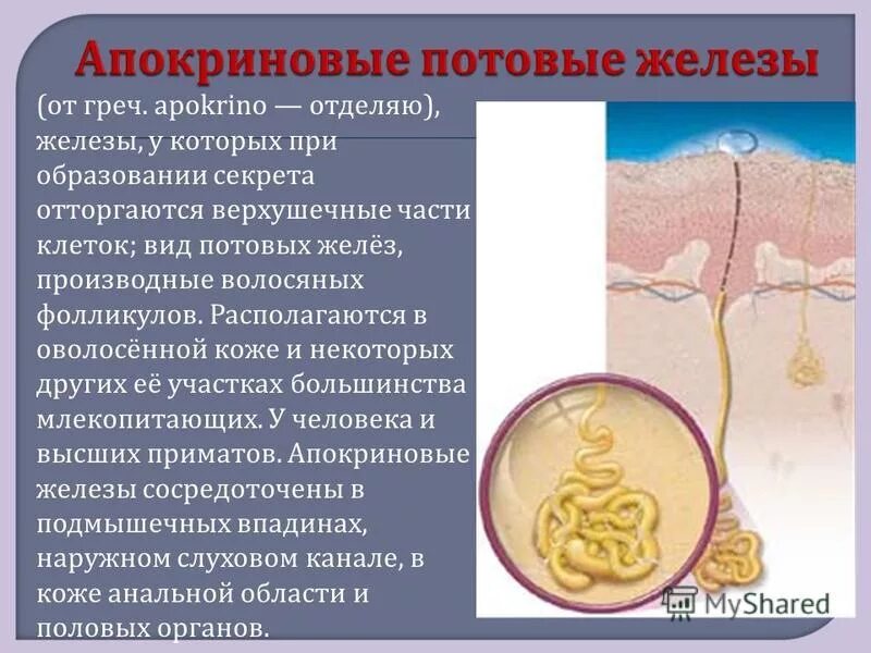 Рептилии имеют потовые железы. Апокриновые потовые железы. Эккриновые потовые железы анатомия.