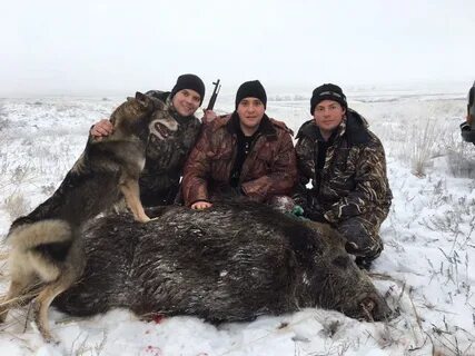 Охота волка на кабана