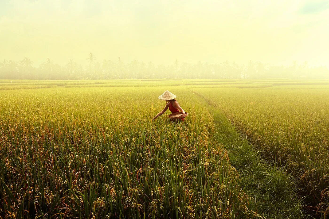 They rice in the fields. Rice field. rice harvest. rice field illustration.