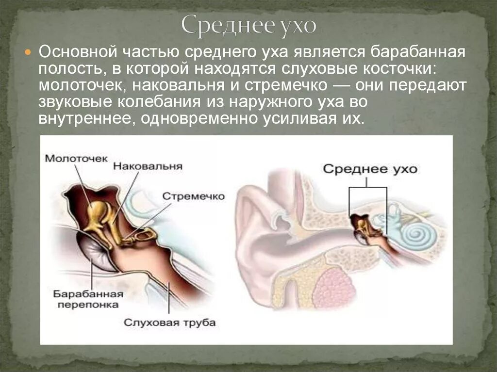 Какие структуры расположены в полости среднего уха