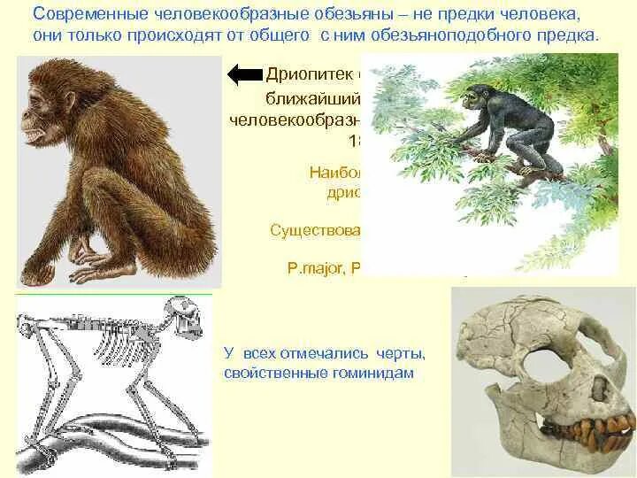 Человекообразные предки человека. Этапы эволюции человека дриопитек. Эволюция человекообразных обезьян. Ближайший предок человека и человекообразных обезьян. Предки человека и человекообразных обезьян.