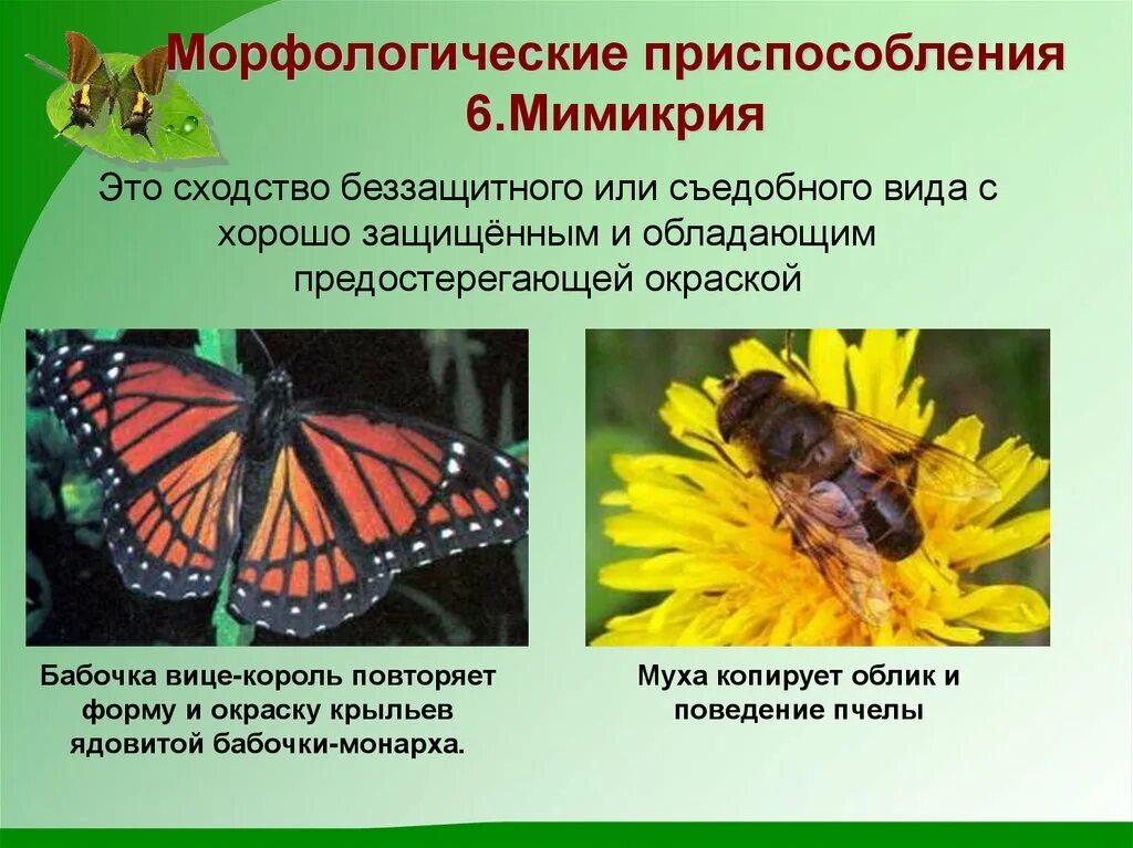 Особенности адаптации организмов. Адаптации организмов Мимикрия. Адаптации организмов покровительственная Мимикрия. Морфологическая адаптация Мимикрия. Морфологические приспособления.