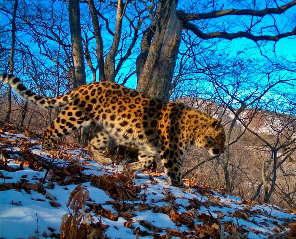 Орел леопарда. Дальневосточный леопард (амурский леопард). дальневосточный леопард (pantera pardus orientalis). национальный парк земля леопарда амурский тигр. маньчжурский леопард.