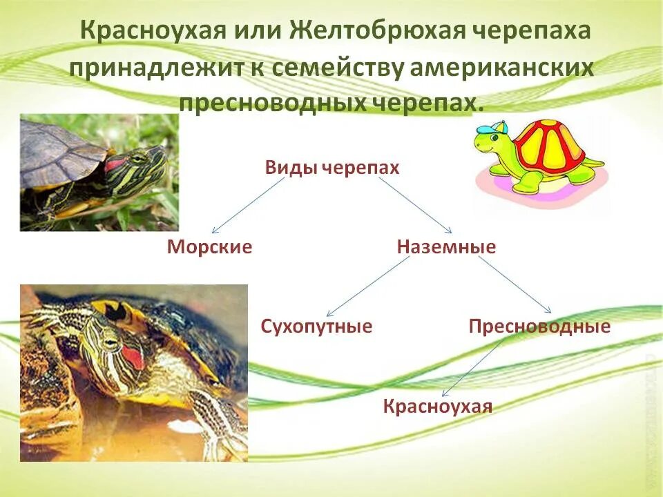 Какой тип развития характерен для черепахи. Среда обитания красноухих черепах. Красноухая черепаха среда обитания. Классификация красноухой черепахи. Красноухая черепаха биология.