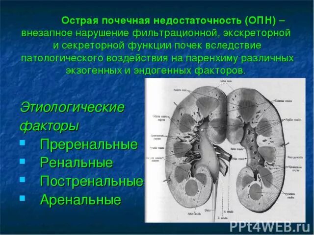 Аренальная почечная недостаточность. Острая почечная недостаточность (ОПН). Нарушение фильтрационной функции почек. Нарушение функции почек степени. Опн хпн