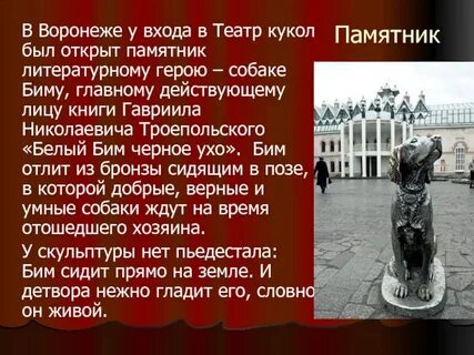 Белый бим кострома