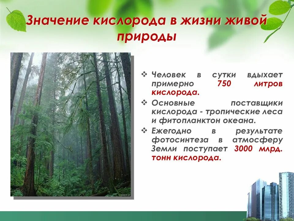 Биологическое значение кислорода. Значение кислорода в жизни. значение кислорода в природе и жизни человека. значение кислорода в природе. сообщение &quot;значение кислорода в природе&quot;..