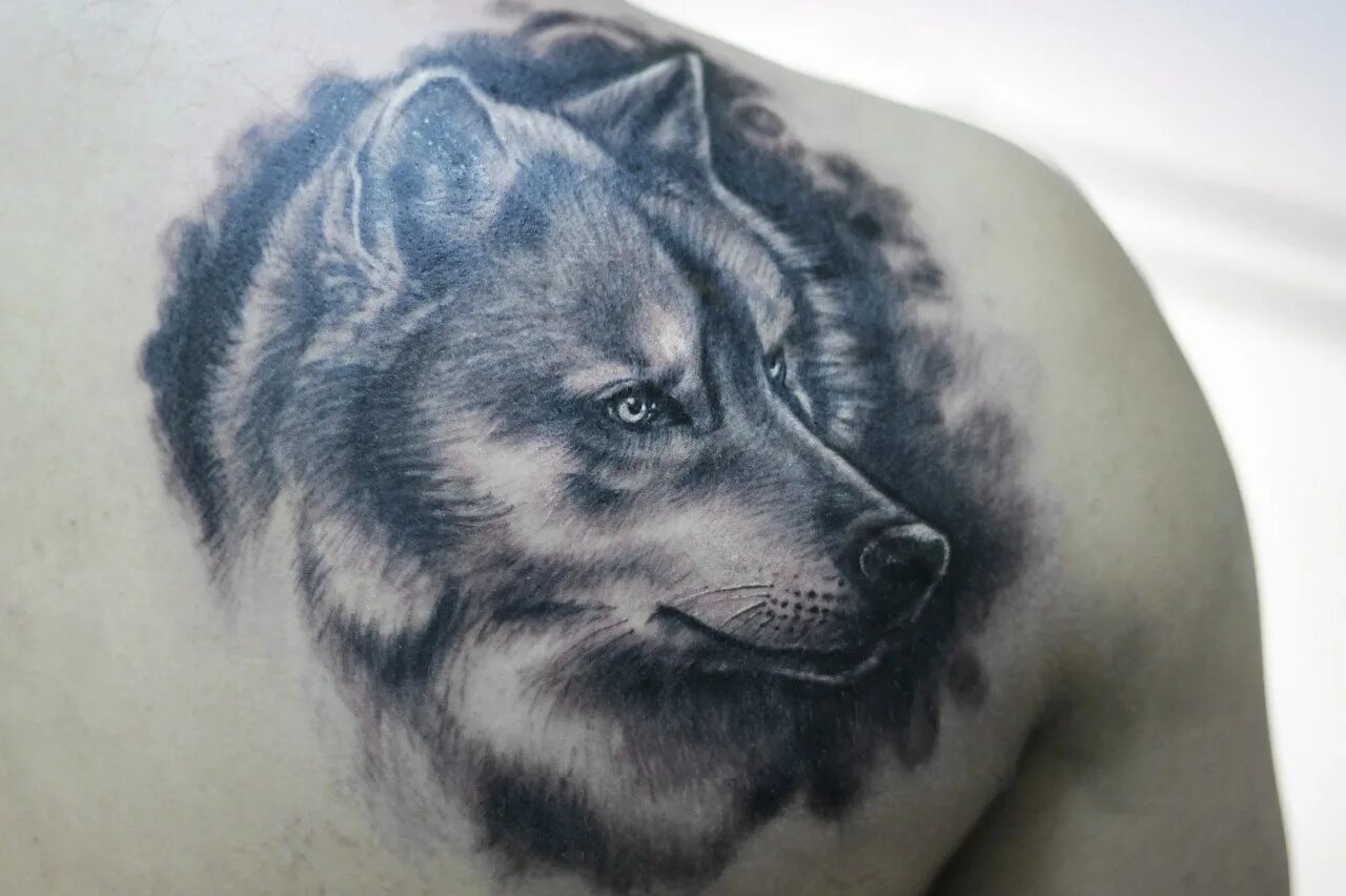 Тату волка на лопатке. Волк воющий тату на лопатке. Тату волк на лопатке. Тату волк на лопатке. Тату волка на лопатке.