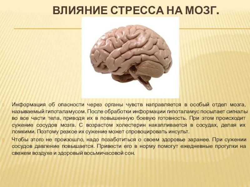 Тест по теме мозг 8 класс. Мозг и информация. Мозг человека информация.