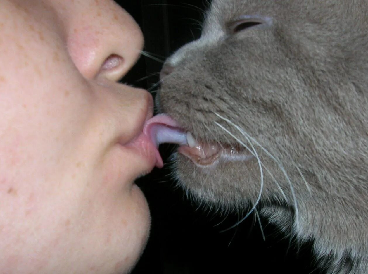 Как языком слизала. Кот облизывает. Кошка кусается. Кот целует. Целует кота в нос.
