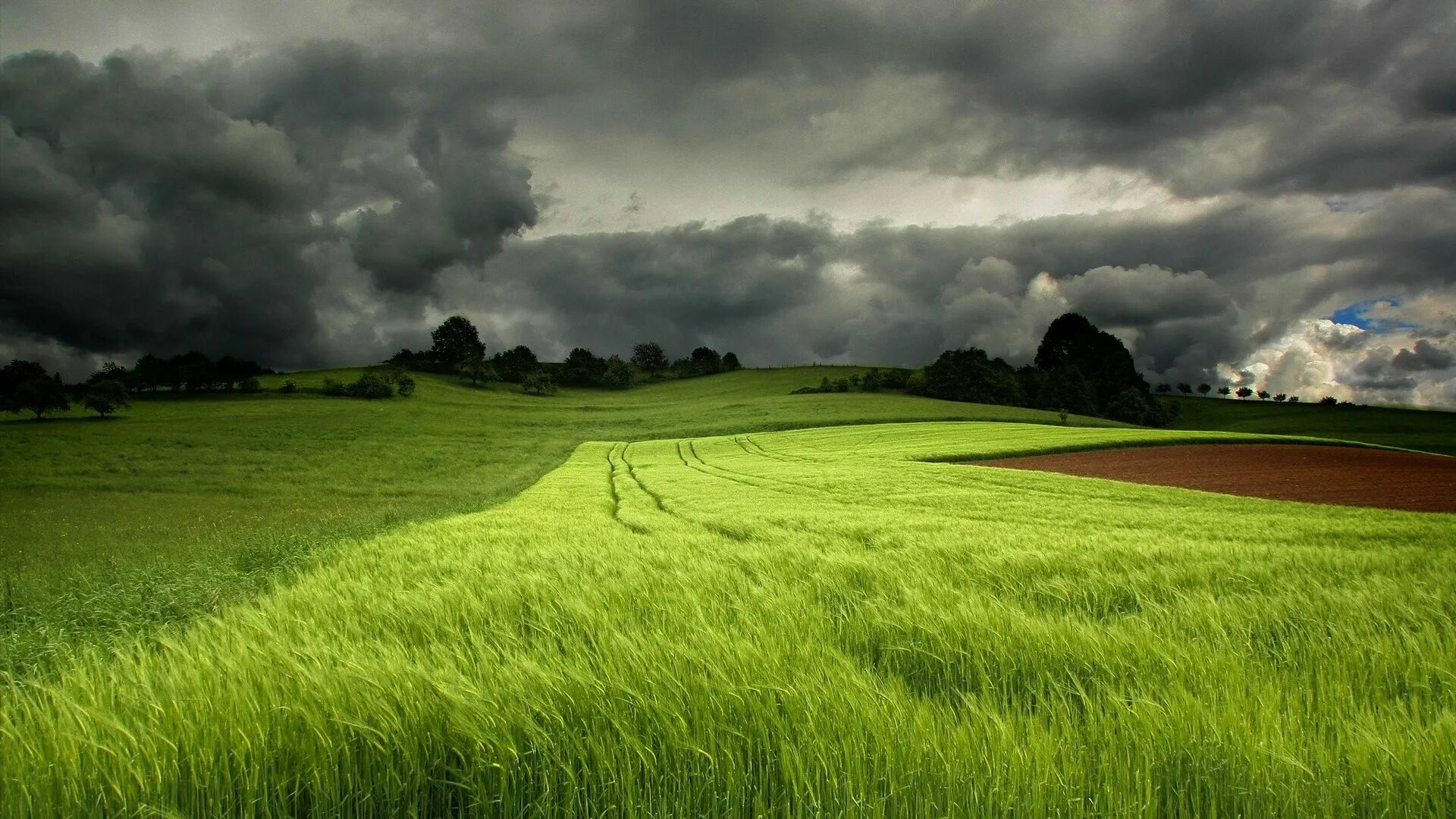 Wide green. Зеленое поле. Трава поле. Пейзаж. Красивое поле.