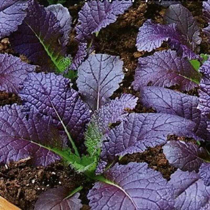 Вкус листьев. Вкус листьев. Вкус листьев. Укроп петрушка сельдерей базилик. Вкус листьев.