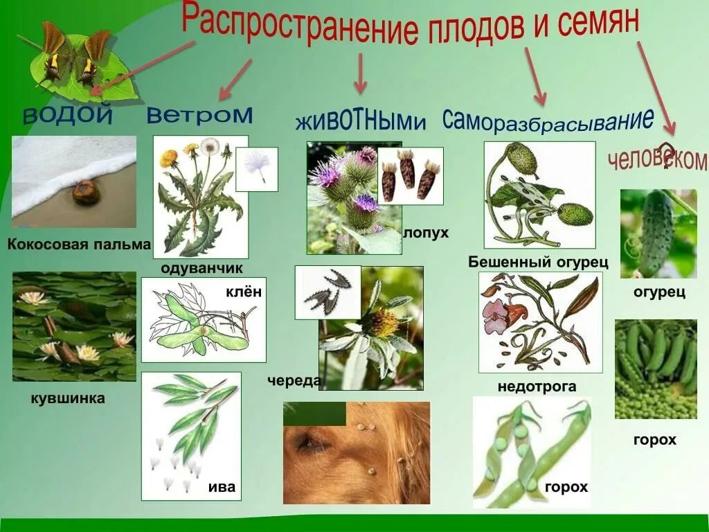 Растения распространение водой. Распространение плодов и семян. Способы распространения плодов и семян. Способыраспространения пордов и семян. Распространение семян и плодов растений.