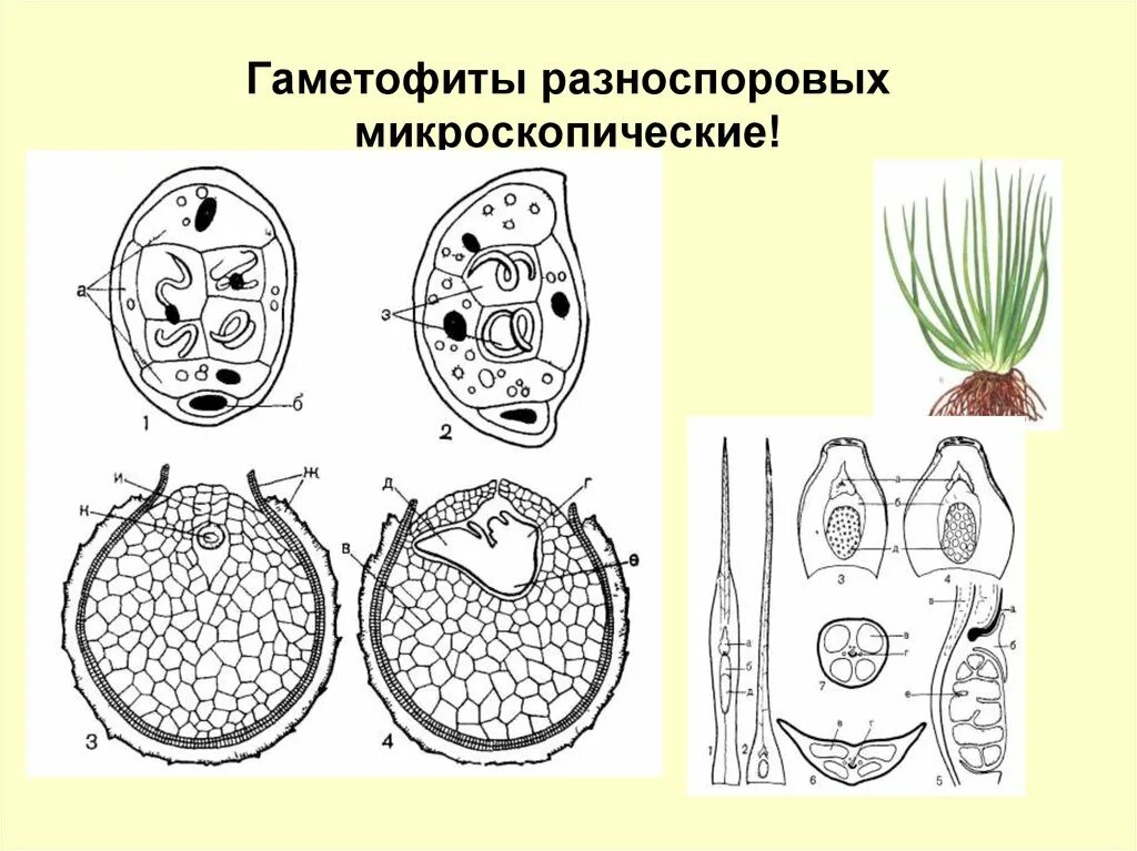 Гаметофит форма. Селагинелла гаметофит. Гаметофит разноспоровых. Клетки гаметофита. Строении гаметофитов разноспоровых.