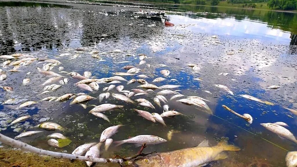Кислотные дожди гибель рыбы. Рыбу травят. Рыба в водоеме. Рыбу травят. Массовая гибель рыбы.