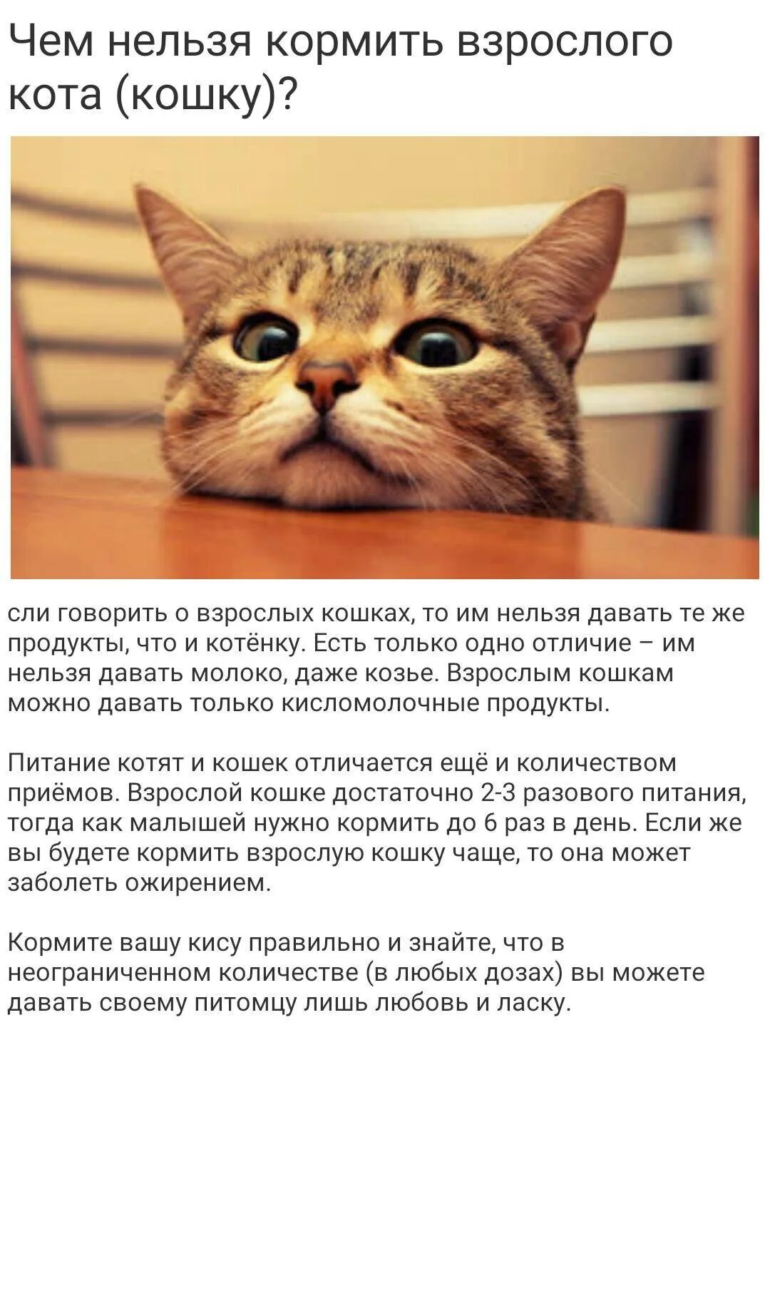 Стерилизация кошки схема. Что нельзя кастрированным котам. Продукты питания для кошки. Натуральный рацион для кошек. Продукты для кошки.