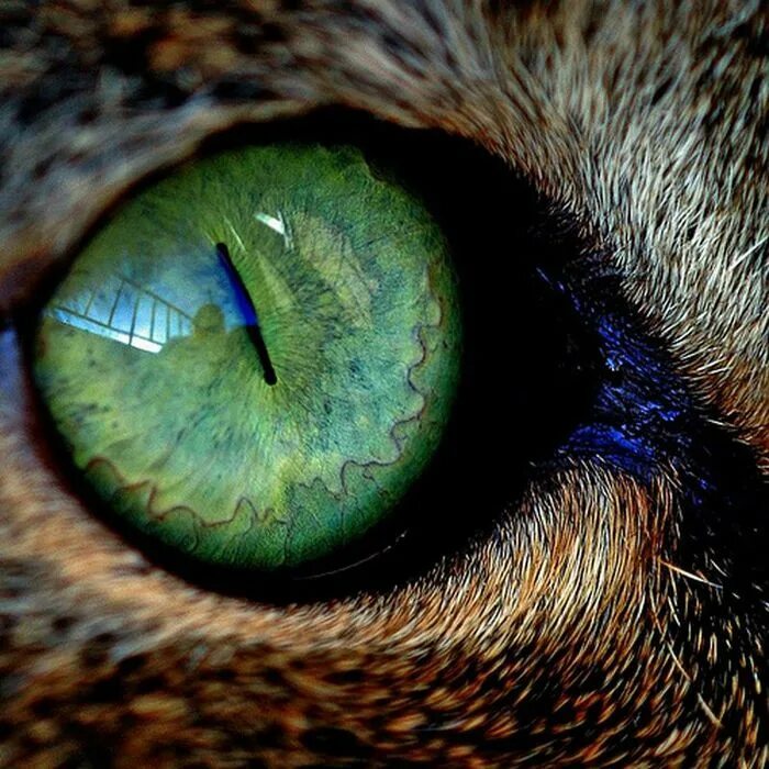 кошачий зрачок. глаза животных. зрачок кошки. кошачий г. чёрный кот.