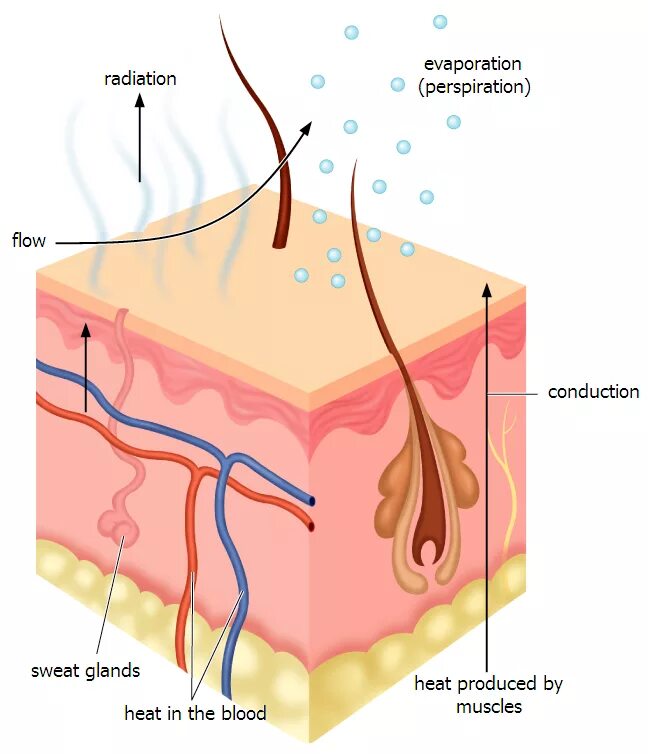 Кожа человека. Потоотделение кожи человека. Кожа человека испаряет пот. Испарение влаги с поверхности кожи. Испарение пота с поверхности кожи