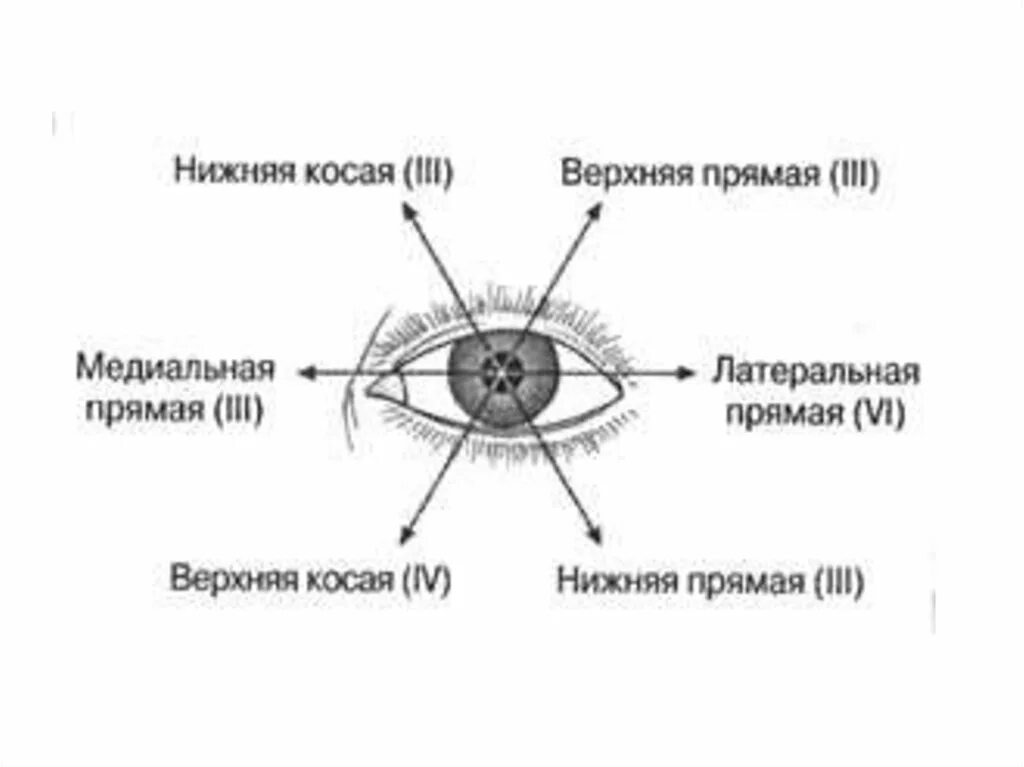 Координация движения глаз. Схема действия глазодвигательных мышц. Паралич глазодвигательных мышц схема. Глазодвигательные мышцы глаза схема. Иннервация мышц глазного яблока схема.