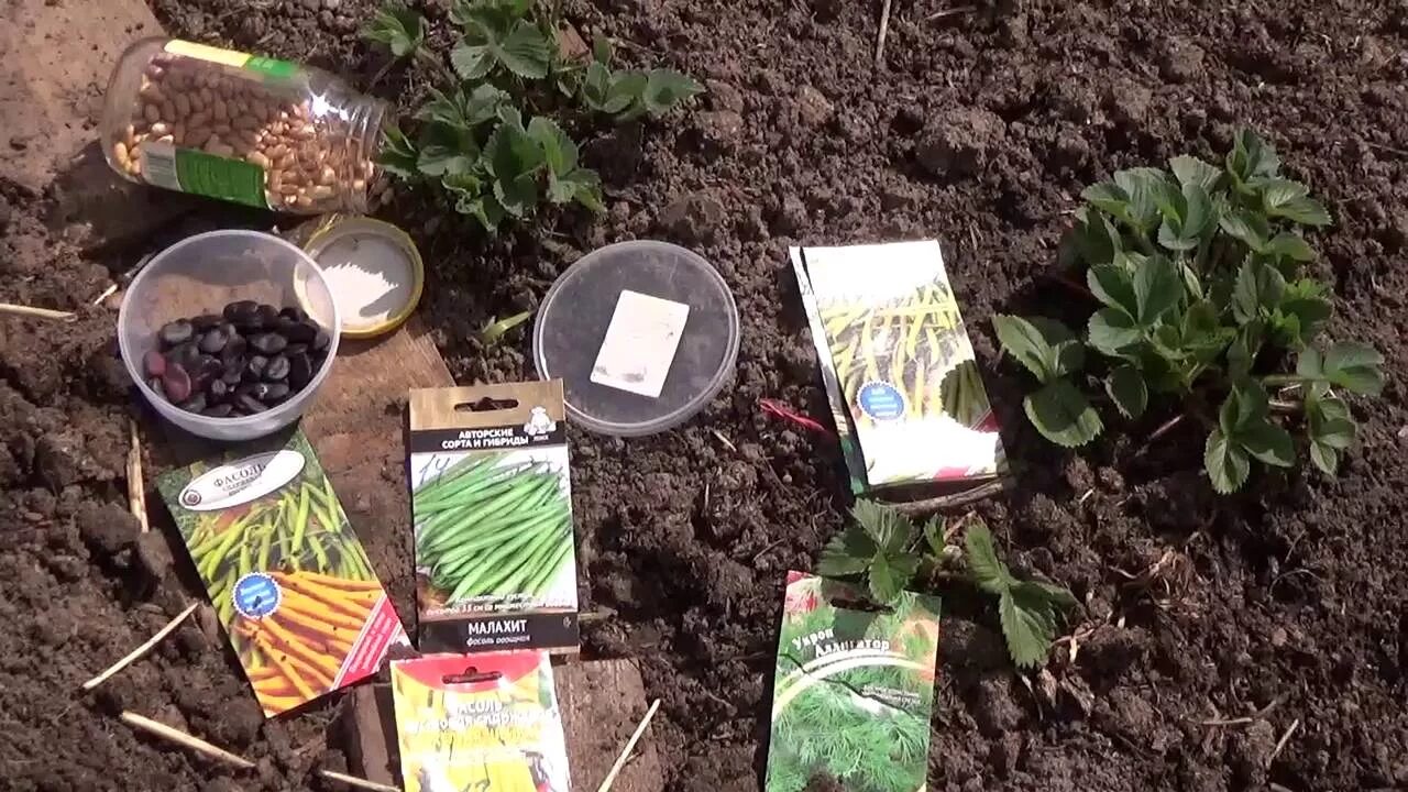 Как посеять фасоль