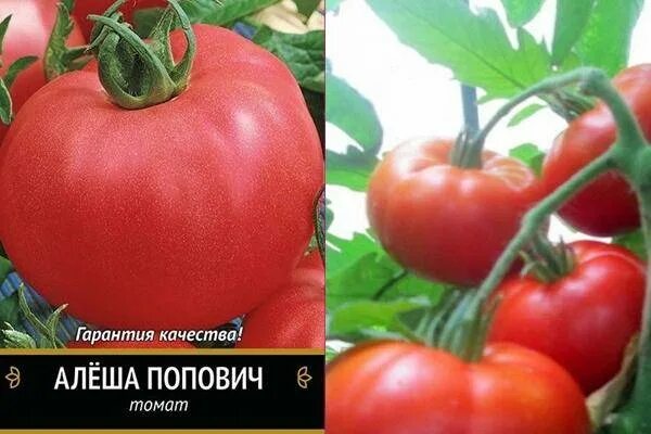 Алеша попович сорт помидор. Томаты алеша попович фото. Томат алеша попович (0,1г). Алеша попович сорт помидор. Томат алеша попович фото.