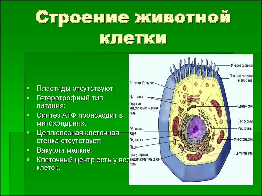 В живой клетке живут. Строение хлоропласты животной клетки. Пластиды животной клетки. Пластиды растительной клетки и животной. Растительная и животная клетка пластиды пластиды.