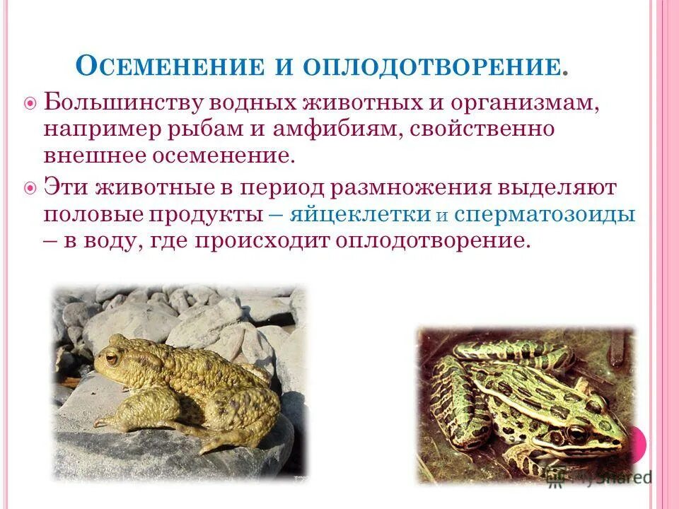 Внутренне оплодотворение у пресмыкающихся. Для кого характерно наружное оплодотворение. Тритон наружное или внутреннее оплодотворение. Внутреннее оплодотворение характерно для. Внутреннее и наружноеопложотворение.