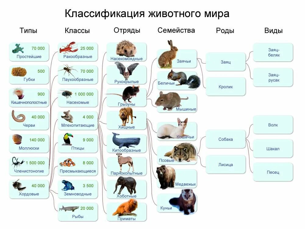 Систематика животных классификация царства. Типы животных классификация 5 класс биология. Классификация царства животных 5 класс биология. Классификация животных 5 класс биология.