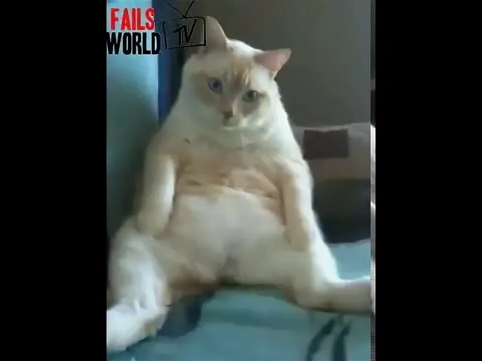 Котик пукнул. Кошки умеют пукать. Котенок пукает. Коты умеют пукать. Кот пукает.