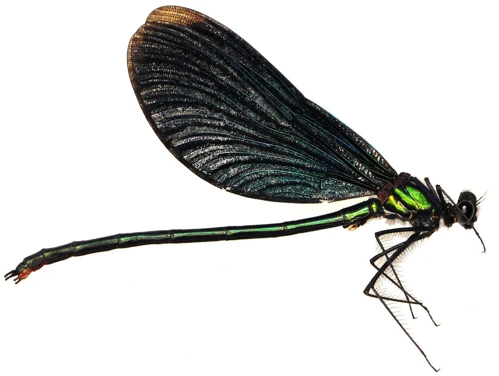 Красотка-девушка - Calopteryx Virgo (Linnaeus, 1758). Calopteryx Virgo Linnaeus, 1758. Красотка-девушка (Calopteryx Virgo l.). Стрекоза на прозрачном фоне.