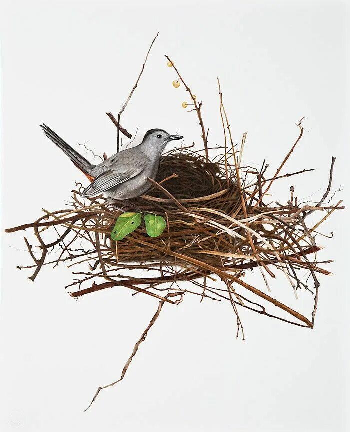 Птичка гнезда не вьет праздник 2024. Гнездо для птиц.. Птички в гнезде. Птица строит гнездо. Птицы вьют гнезда весной.