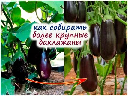 Урожайность баклажан