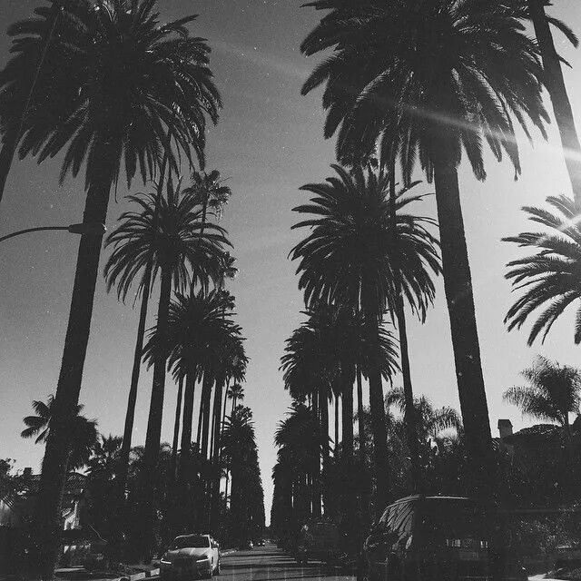 Пальмы майами вайс. Miami skyline. Майами черное белое. Майами бич вайс сити. Miami black.
