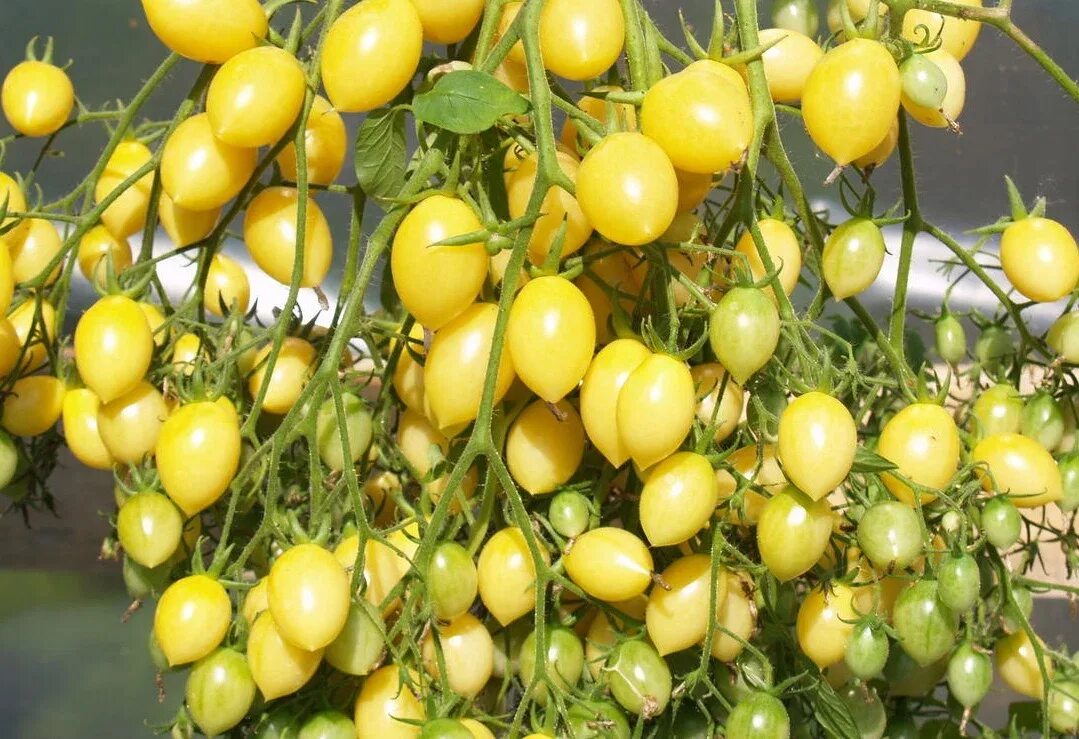 Томат сумасшедшие вишни барри. Томат сумасшедшие вишни барри. Вишни барри томат. Черри сумасшедшие вишни барри. Вишни барри.