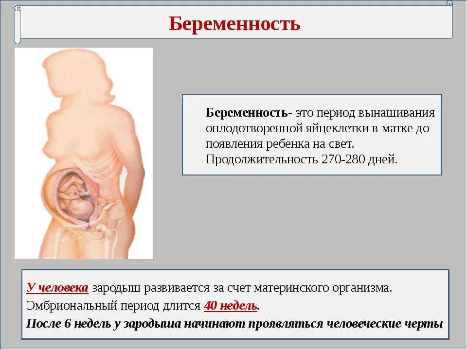 Беременность развитие и роды