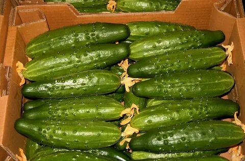 Огурец сорт корюшка описание сорта