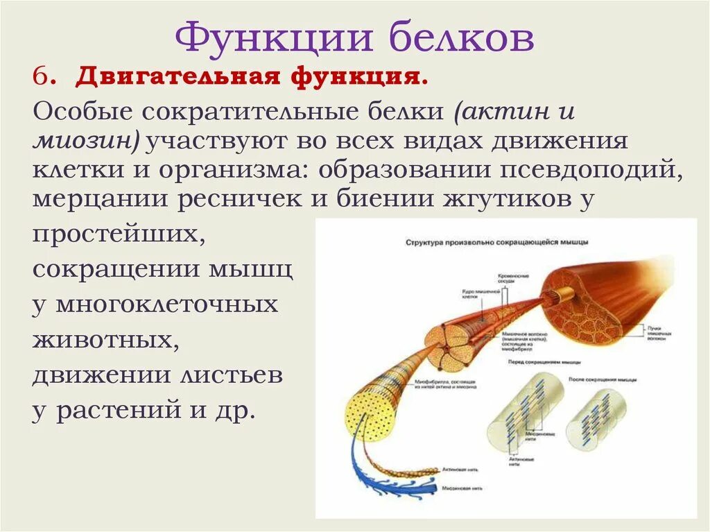 Белки механическая функция. Функции белков актина и миозина. Актин и миозин функции. Миозин функция белка. Актин и миозин функция белка.