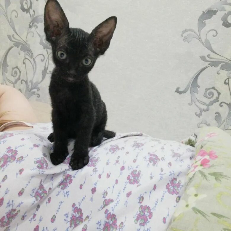 донской сфинкс браш. донской сфинкс браш. донской сфинкс с шерстью браш. кошка донской сфинкс браш. донской сфинкс браш.