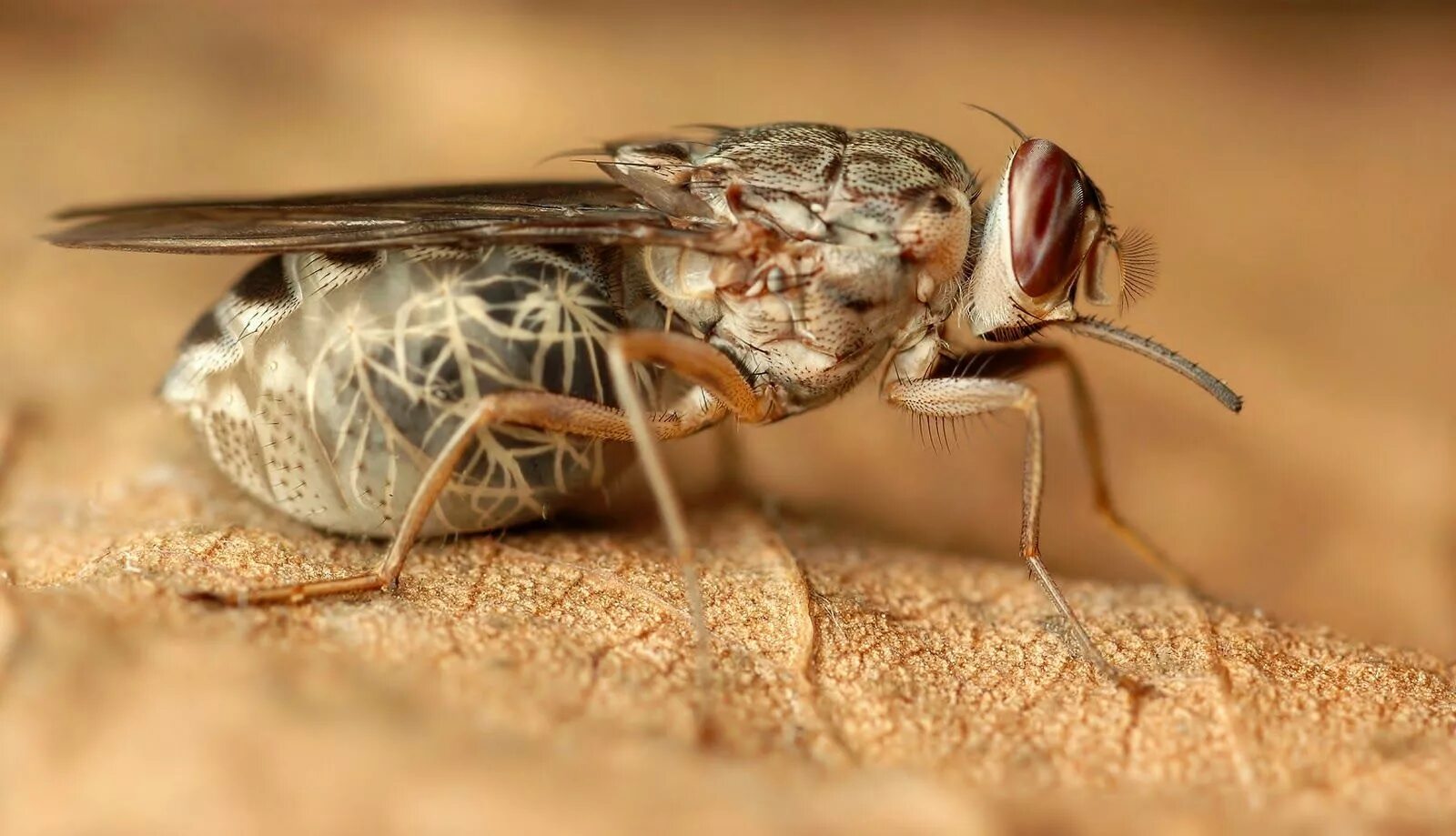 Tsetse fly. Муха ЦЕЦЕ. Африканская Муха ЦЕЦЕ. Муха це-це переносчик трипаносомы.