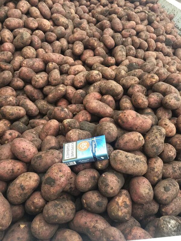 где картошка дешевле. картофель импала. сколько стоит картошка. где картошка дешевле. кофта юбка картофель.