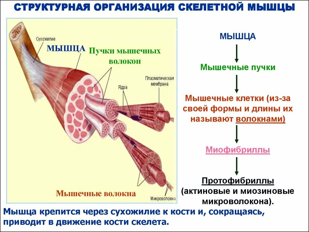 Последовательность мышечных элементов. Структурная организация скелетной мышцы. Структурно функциональная организация миофибрилл мышечного волокна. 7. Структурно-функциональная организация скелетной мышцы.. Скелетное мышечное волокно строение.