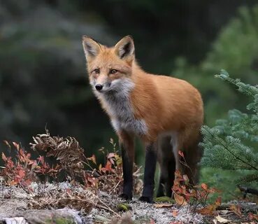 Falling fox