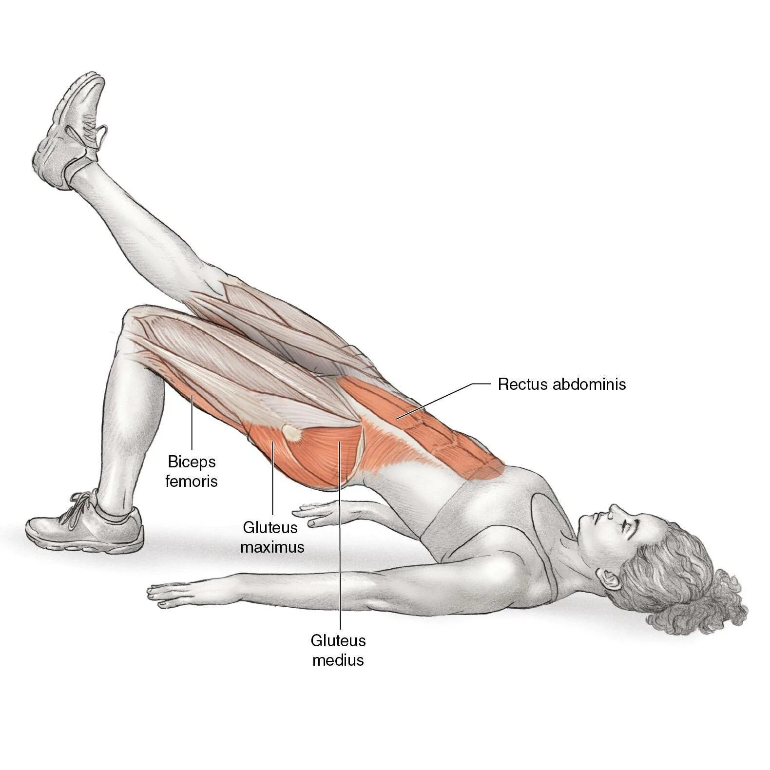 Упражнения бедро пресс. Ягодичный мостик задействованные мышцы. Ягодичный мостик анатомия упражнений. Ягодичный мостик с подъемом ноги мышцы. Ягодичный мост техника мышцы.