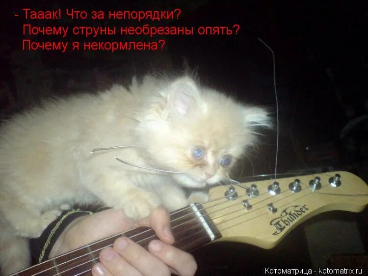 Отстройка анкера электрогитары. Расстроенная гитара. Струны фендер стратокастер. Кот гитарист котоматрица. Почему расстраиваются струны.