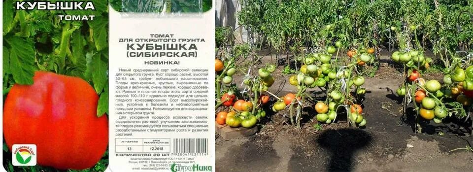 Томаты кубышка описание сорта. Сорт томатов кубышка. Томат кубышка гигантская. Сорт томата полная кубышка. Перец кубышка характеристика