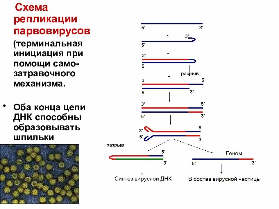 Прямая репарация днк схема. Количественное определение днк. Методы прямой днк диагностики. Количественное определение днк. Восстановление нативной структуры днк схема.